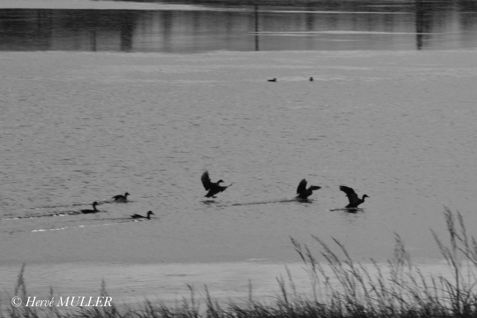 Quand passent les canards sauvages @ Hervé Muller - Tous droits réservés